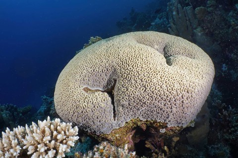 Button star coral (Favia favus)