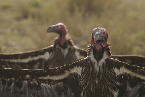 Lappet-faced Vulture (Torgos tracheliotos), Northern Cape, South Africa