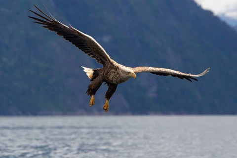 White-tailed eagle (Haliaeetus albicilla) fishing, Norway