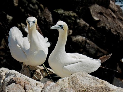 Northern gannet (Morus bassanus)