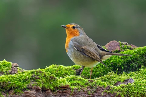 European robin (Erithacus rubecula) perched on moss covered fallen tree looking for insects and