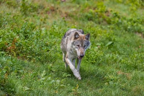 One adult eurasian gray wolf (Canis lupus lupus) walking through the green undergrowth at a forest