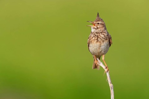 Crested Lark, (Galerida cristata), on perch, Greece, Lesbos Island, Lesbos, Greece