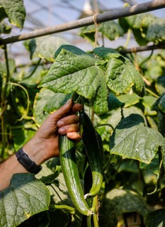 Wittichenau, Upper Lusatia, Saxony, Germany - Cucumber harvest at the Domanja farm and vegetable