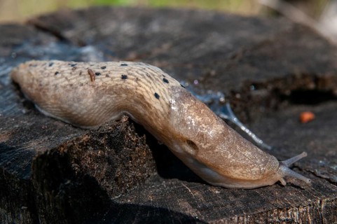 2009, black keel-back slug, Brandenburg, color anomaly, Germany, limax cinereoniger, national