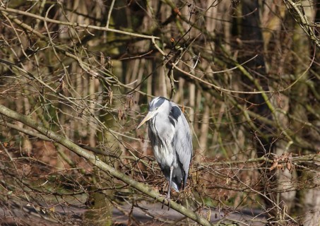 Grey heron (Ardea cinerea) standing on one leg on a branch, North Rhine-Westphalia, Germany