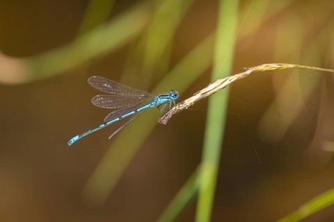A blue dragonfly (Coenagrion) sitting on a blade of grass in a natural environment, Ternitz, Lower