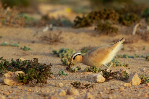 Cream-colored Courser (Cursorius cursor) with captured bug in its beak, Fuerteventura, Spain