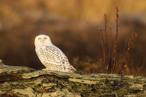 Snowy Owl (Bubo scandiacus) female, British Columbia, Canada