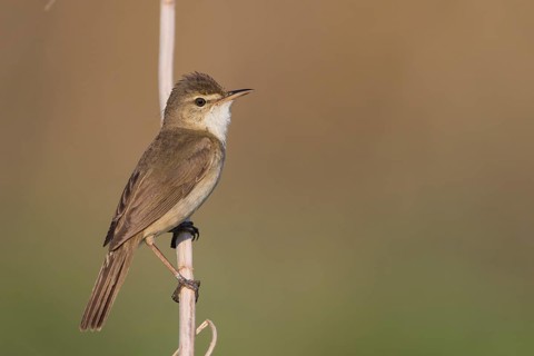 Blyths Reed Warbler - Buschrohrsänger - Acrocephalus dumetorum, Russia (Ural)