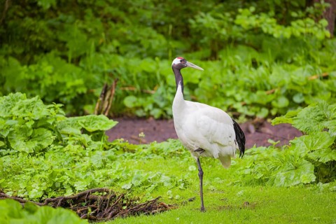 A red-crowned crane (Grus japonensis) standing in a wetland forest in fresh green undergrowth