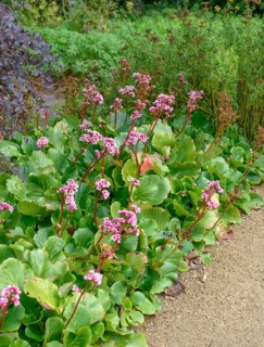 Bergenia (Bergenia cordifolia 'Herbstblüte'),  Germany