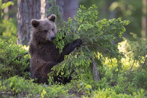 Eurasian Brown Bear (Ursus arctos) cub foraging in forest, Finland