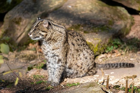 Fishing cat (Prionailurus viverrinus) at the shore of a lake on a sunny day, captive, Germany