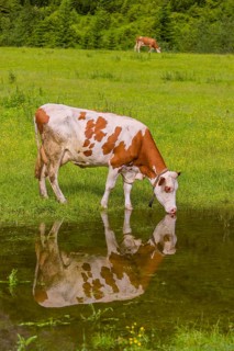 Holstein Friesian cattle stand on a green meadow at a puddle and drink. A reflection of the cows