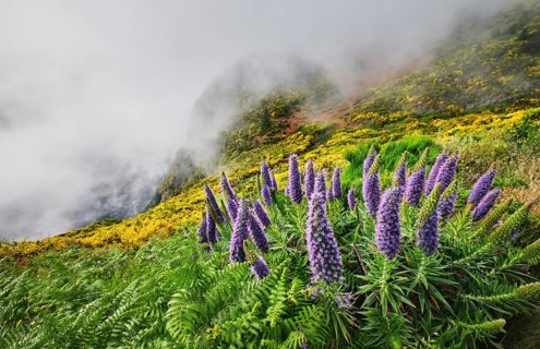 Madeira landscape with Pride of Madeira flowers and blooming Cytisus shrubs and mountains in clouds