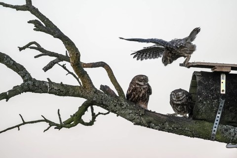 Little owls (Athene noctua), Emsland, Lower Saxony, Germany
