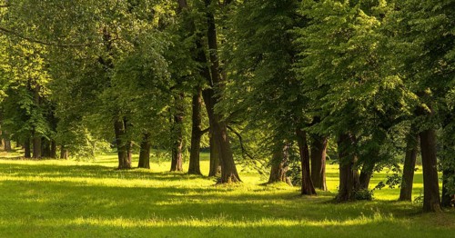 Elsteral, Germany, Greiz, Greizer Park, Lindenallee, Thuringia, Thuringia, cultivated landscape,