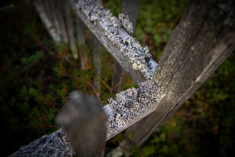 Wooden fence covered with lichens, old cemetery, Utsjoki or Ohcejohka, Lapland, Finland