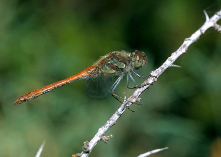 Common darter, large heather, sympetrum striolatum, anisoptera, damselflies, dragonflies, insects,