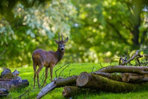 One male Roe Deer, Roe buck (Capreolus capreolus), stands on a meadow behind a cut tree