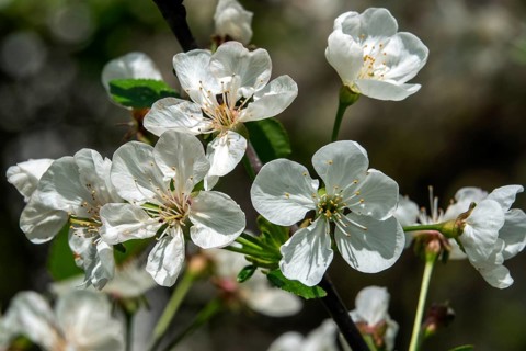 Cherry blossom, cherry, sour cherry or sour cherry (Prunus cerasus), Baden-Württemberg, Germany