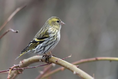 Carduelis spinus, siskin, spinus spinus, siskin, birds, female, passeri, songbirds, songbirds,