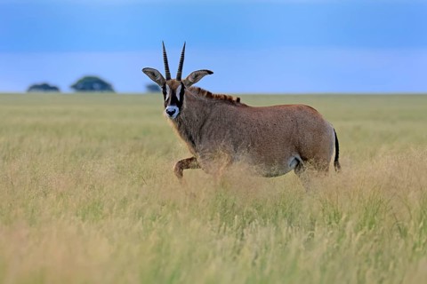 Roan antelope (Hippotragus equinus), adult, alert, Mokala National Park, Northern Cape, South