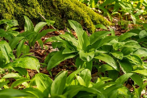 Close-up of fresh wild garlic (Allium ursinum) with green leaves on the forest floor in spring,