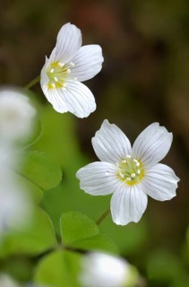Oxalidaceae, oxalis acetosella, sorrel, sour clover plants, wood sorrel, common wood sorrel, flora,
