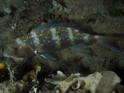 A blue-spotted fish, the European seabream (Dentex dentex), rests near the sandy seabed at night,