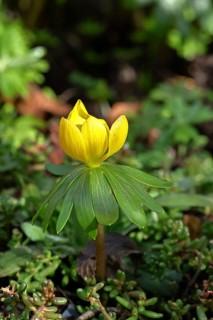Winter aconites (Eranthis hyemalis), open flower, Wilnsdorf, North Rhine-Westphalia, Germany