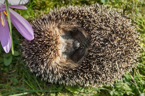Erinaceus europaeus, hedgehog, insectivora, insectivora, insectivora, adolescent, juvenile,