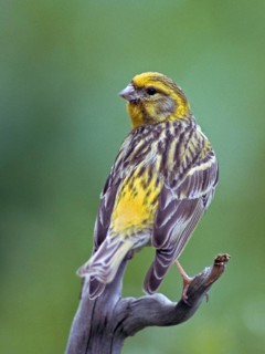 European Serin, serine, serinus serinus, birds, high size, portrait format, male, passeri,