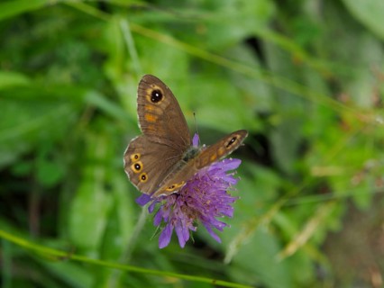 Brown-eyed butterfly (Lasiommata maera) on a purple flower against a background of green leaves,