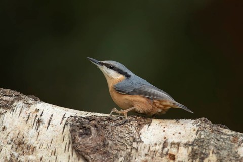 Eurasian nuthatch (Sitta europaea) adult bird on a tree branch in a woodland, England, United