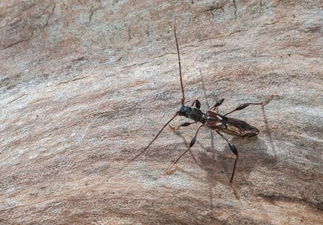 Dark-shelled short-blanket buck, spruce short-blanket buck, small wasp buck, molorchus minor,