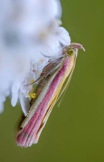 Half-red moth, oncocera semirubella, rhubarb moth, rosy-striped knot horn, high size, portrait