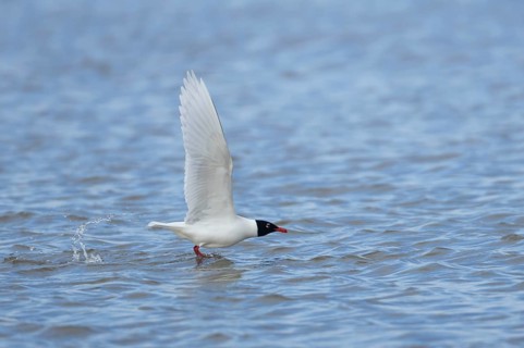 Mediterranean gull (Ichthyaetus melanocephalus) adult bird in summer plumage flying taking off from