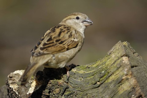 Haussperling (Passer domesticus), Weibchen, Winterfütterung, April, Oberhausen (D)
