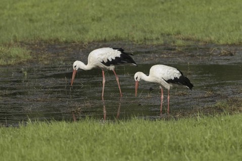 White Stork (Ciconia ciconia), Saxony, Germany