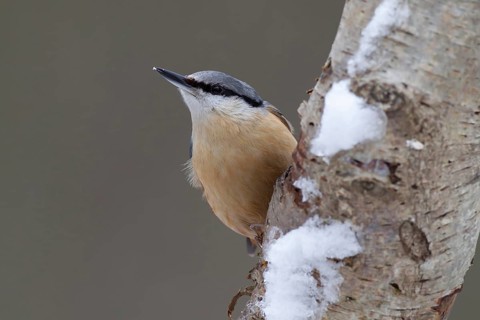 Eurasian nuthatch (Sitta europaea) adult bird on a snow covered Silver birch tree trunk in a