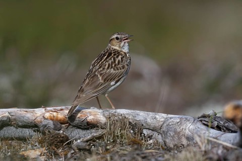 Woodlark (Lullula arborea) singing, Brandenburg, Germany