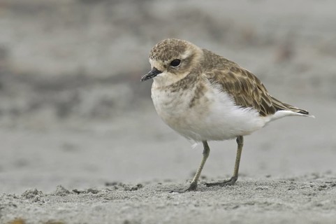 Double-banded Plover (Charadrius bicinctus), New Zealand