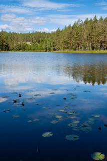 View across Ongeltjørn, water lilies (Nymphaea), Telemark, Norway