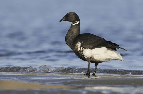 Brant Goose (Branta bernicla), British Columbia, Canada