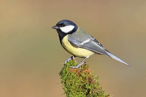 Great Tit (Parus major), perched on a moss-covered branch, wildlife, animals, birds, tits,