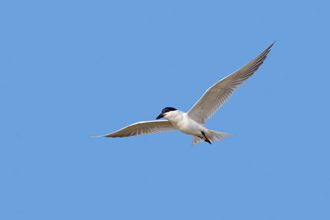 Ringed gull-billed tern (Gelochelidon nilotica, Sterna nilotica) adult in breeding plumage flying