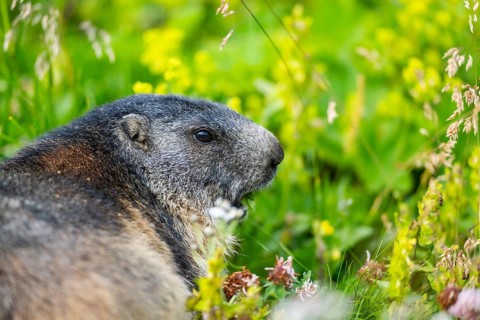 Alpine marmot (Marmota marmota) in autumn, Grossglockner, High Tauern National Park, Austria