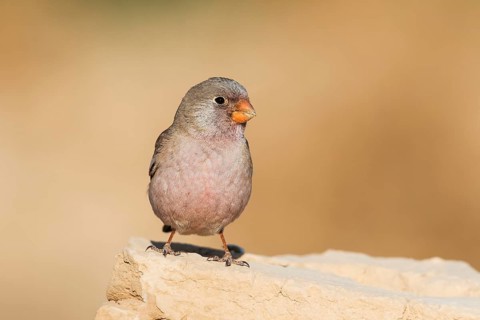 Trumpeter Finch (Bucanetes githagineus) male, Eilat, Israel